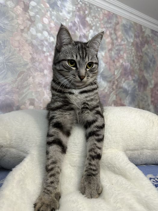 Отдам да символическую плату