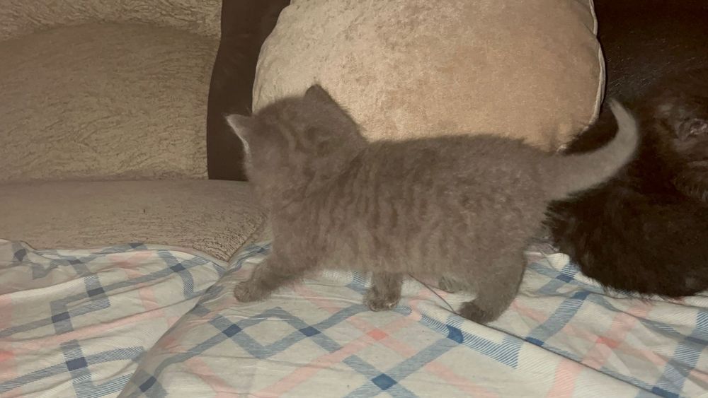 Отдам прекрасных девочек только в добрые руки