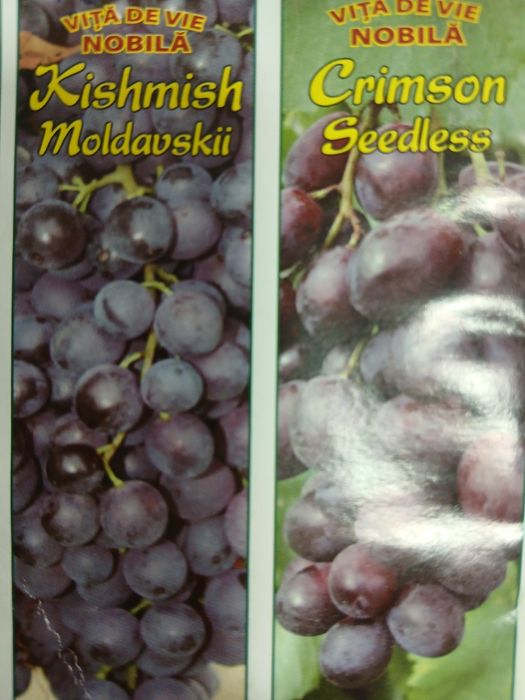 Vita de vie nobila [altoita]soiuri alb și negru fără semințe