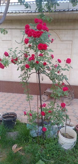 вющая.роза.. . Глициня