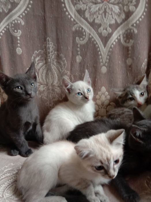 Отдам котят в добрые руки