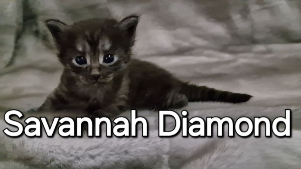 Саванна ф6 подростки