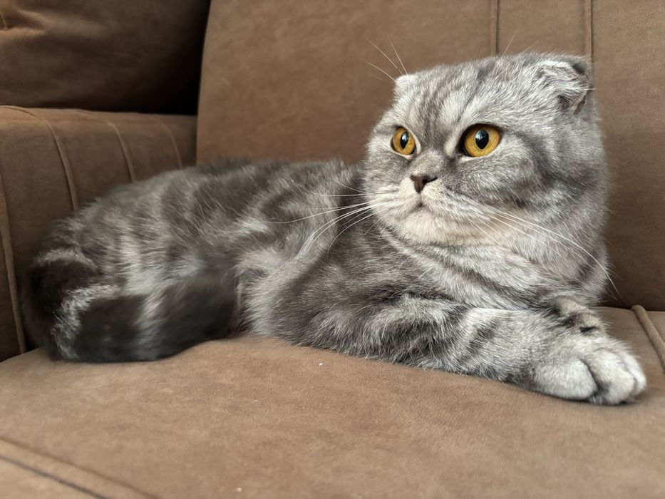 Отдам кошку в добрые руки( девочка)