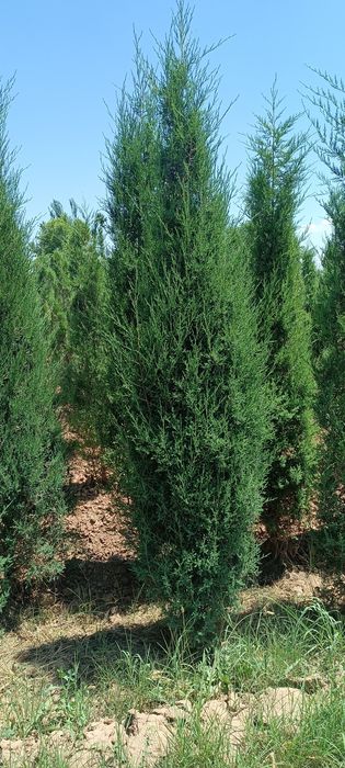 5 йиллик стрижка можжавелник арча кўчатлари