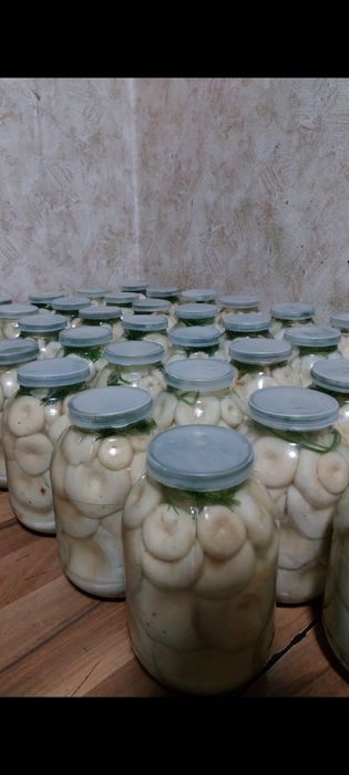 Продам грибы грузди и опята