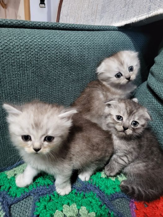 Продам котят породистые Шотландская вислоухая  им полтора месяца.