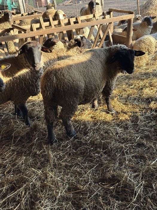 Oi suffolk 60 de Buc