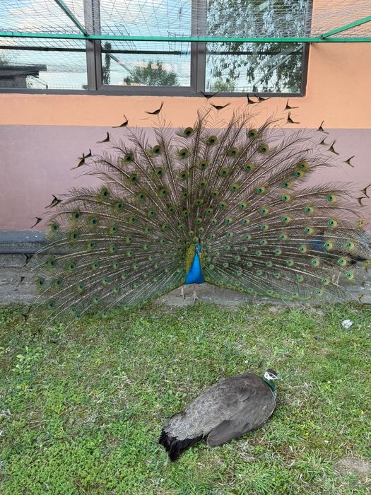 VÂND PĂUNI , în pereche