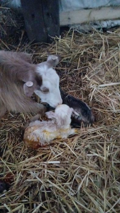 Vând 130 de capre și 4 țapi foarte bune le dau din cauza timpului