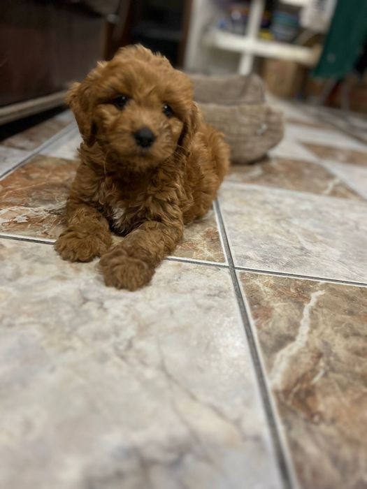 Unicat in Romania Goldendoodle F1b