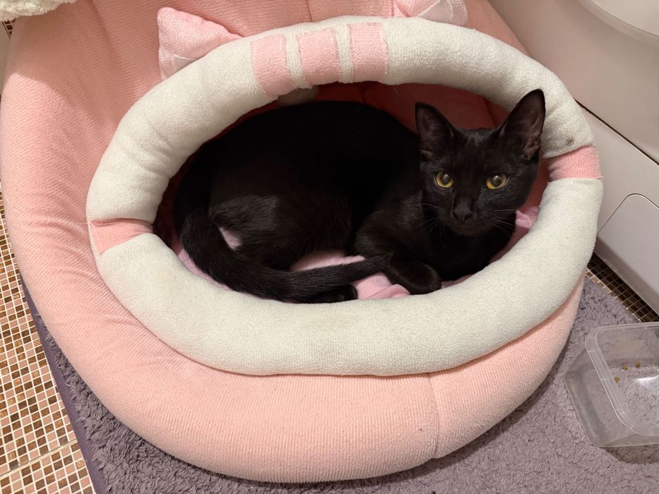 Отдам котенка в добрые руки!