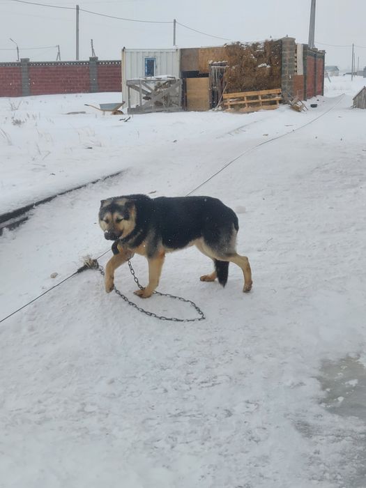 Вязка ВЕО Астана