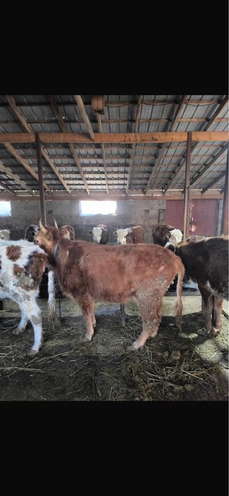 Продам корову 2.5 года