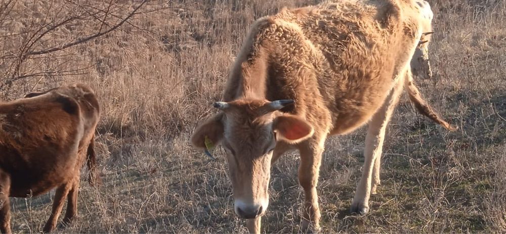 Сиырлар сатылады