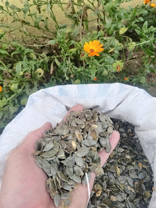 Semințe dovleac Stirya