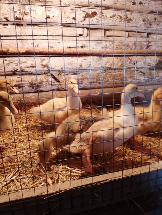 Утята чисто домашние.