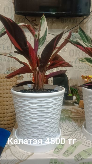 Продам комнатные растения