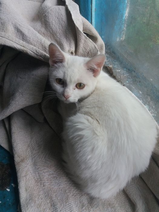 Кот Мысық Кот Мысық
