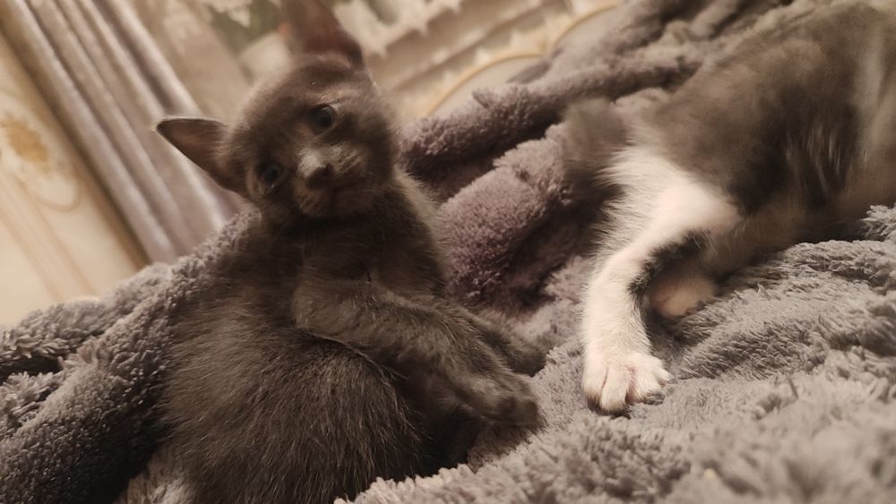 Отдаю 4 кототиков