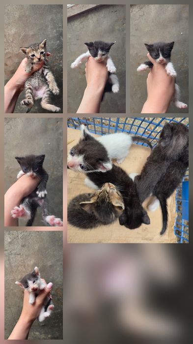 Pui de pisică isi cauta o căsuță
