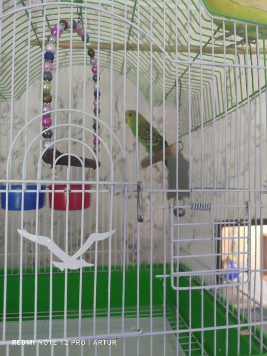 Клетка с попугаем