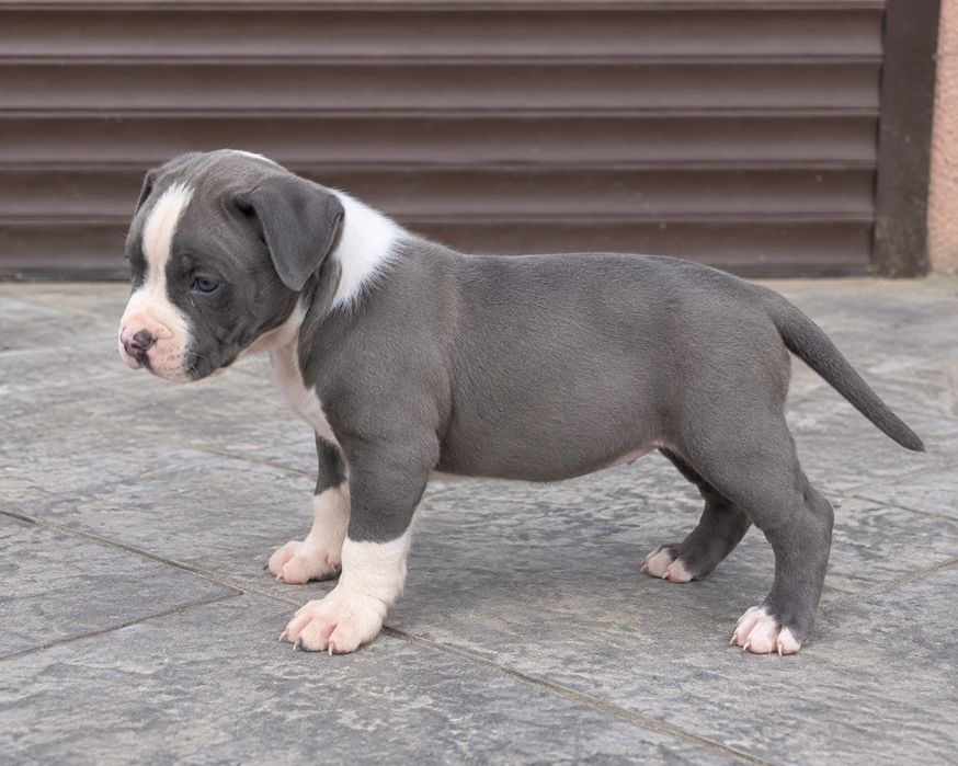 American Staffordshire Terrier