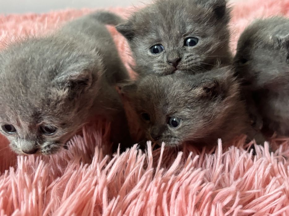 Продам котят британцев