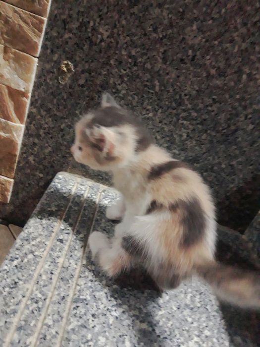 Милое Кошки 1 месят