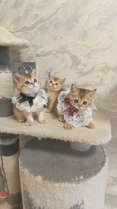 Шикарные котята здоровые игривые