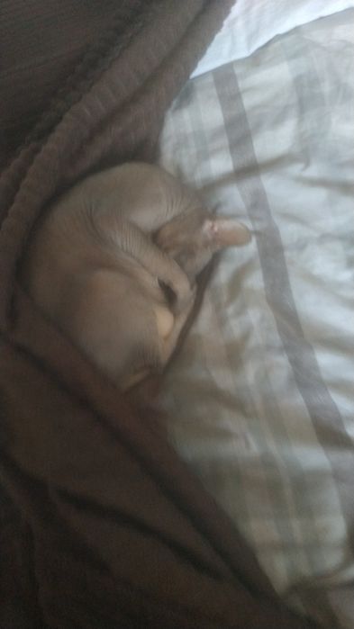 Питербурский сфинкс