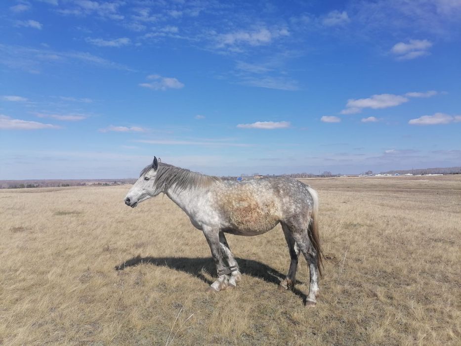 Продам жеребую кобылу