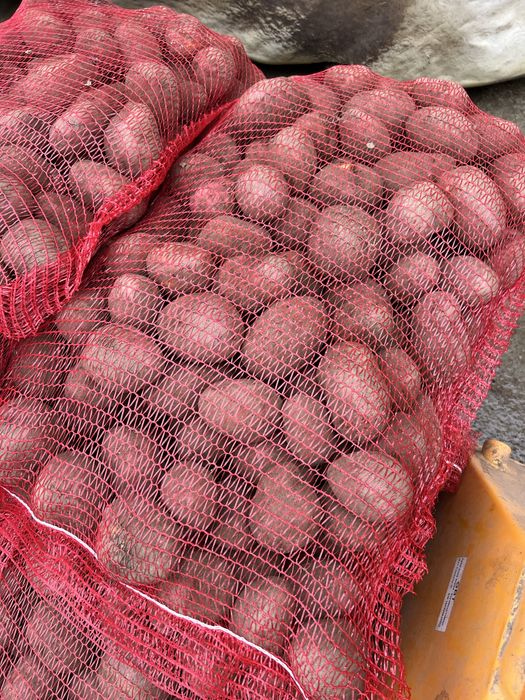 Cartof rosu de consum