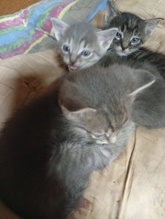 Отдам котят в хорошие руки