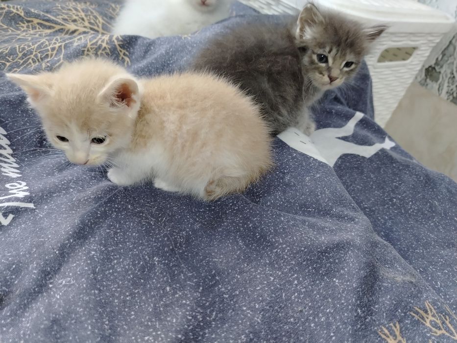Отдам котят в добрые руки