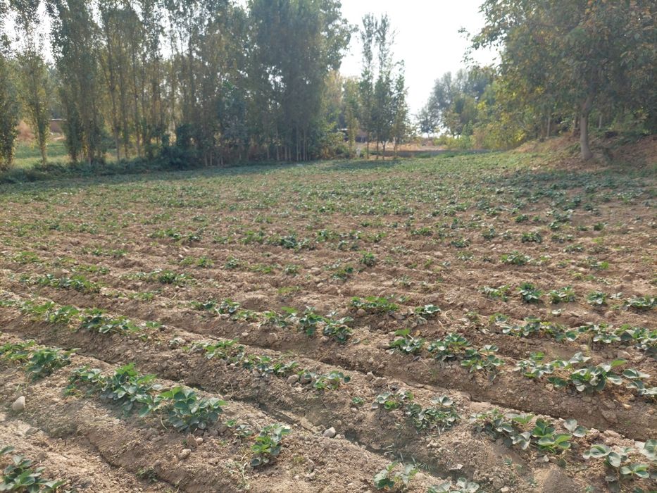 Ховли сотилади тошкент влояати яанги йул туманида