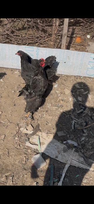 Продам курей молодые