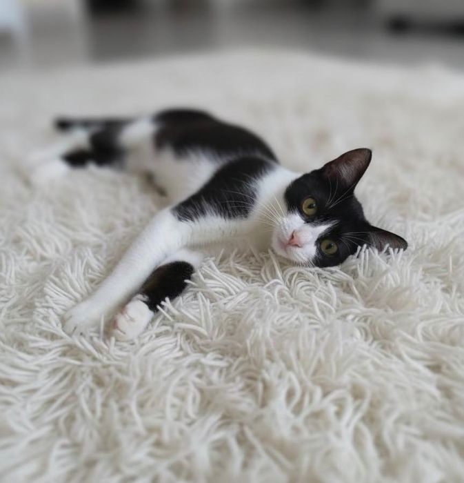 Bella Caută Casuța Perfectă!