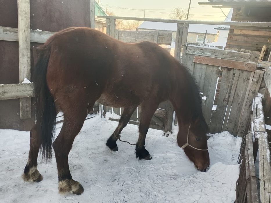 Байтал сатамын!!