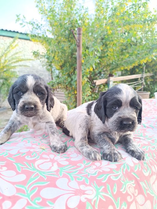 Продается щенки Русского Спаниелья