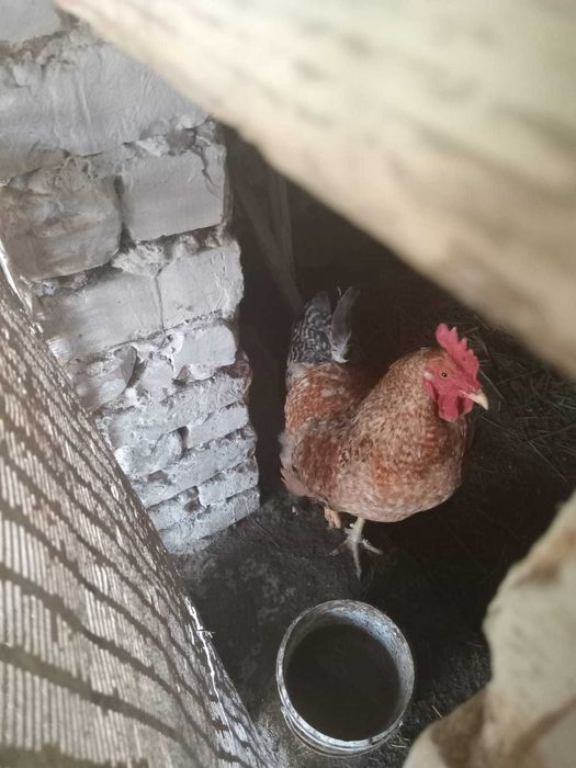 Қораз Сатылады...