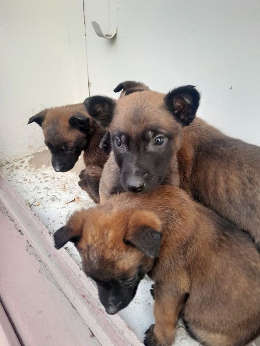 Belgiyeiskiy malinua