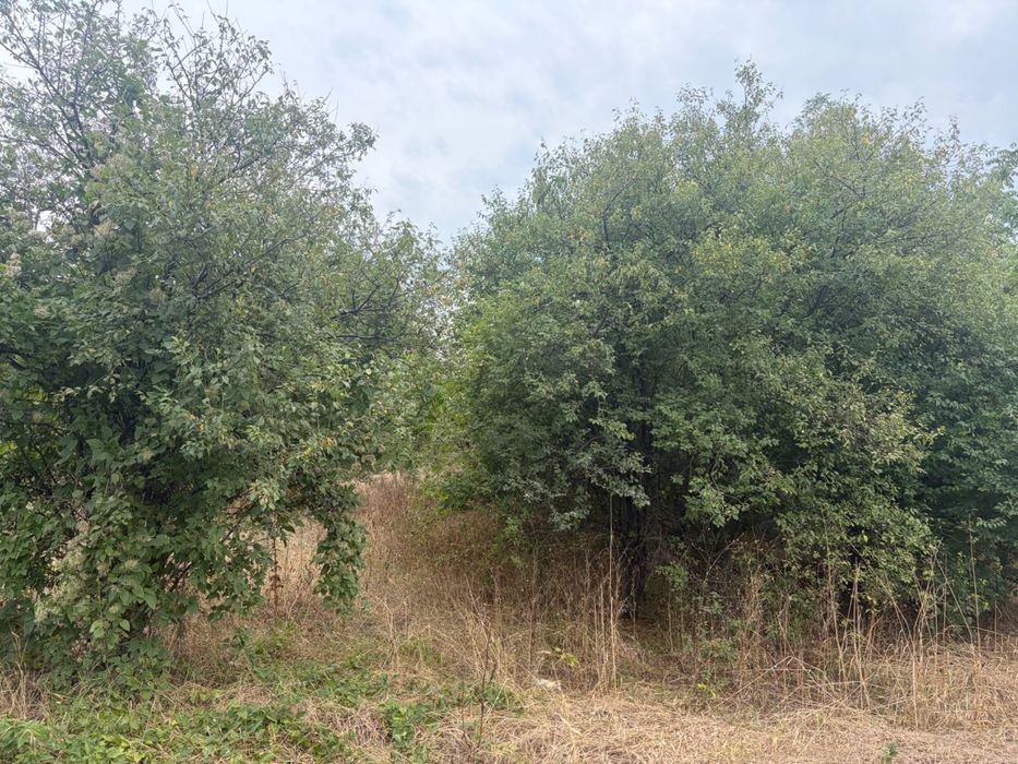 Продава се Парцел в с. Тополи, Област Варна - 3768 кв.м за 80 €/кв.м - Снимка #2