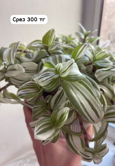 Традесканция белая