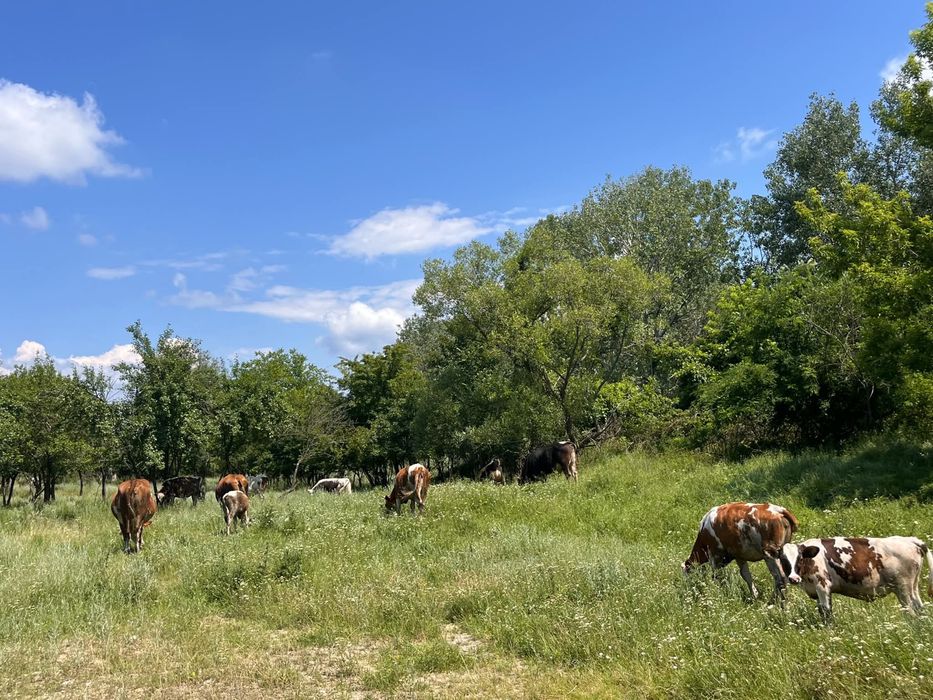 Vaci cu vitei langa ele de vanzare