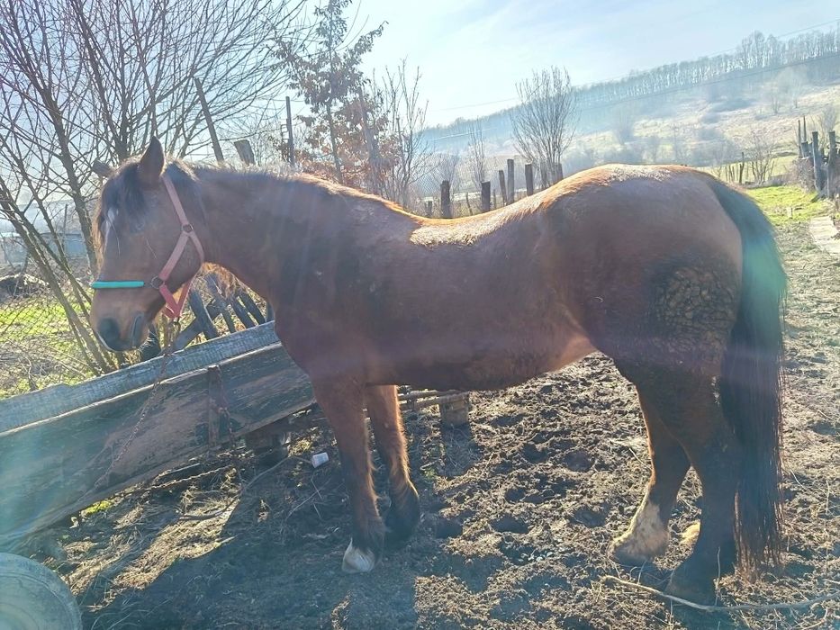 De vanzare iapa si manz