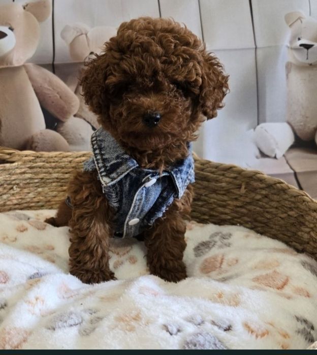Пудел той Poodle toy генетични тестове на родитерите /родословие Момче