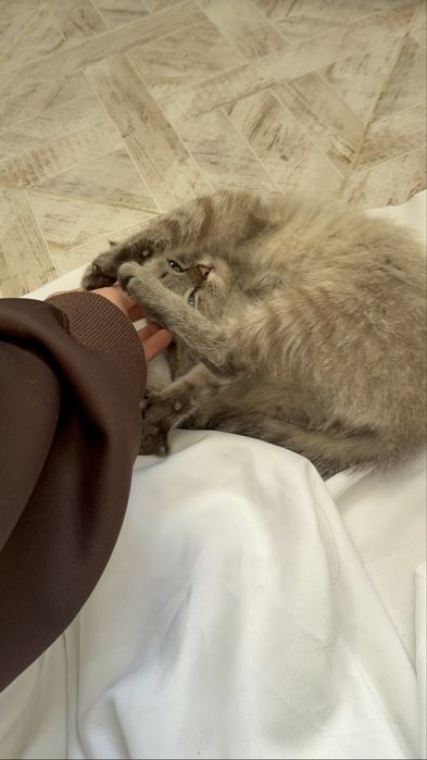 Три шестимесячные кошечки-девчонки.