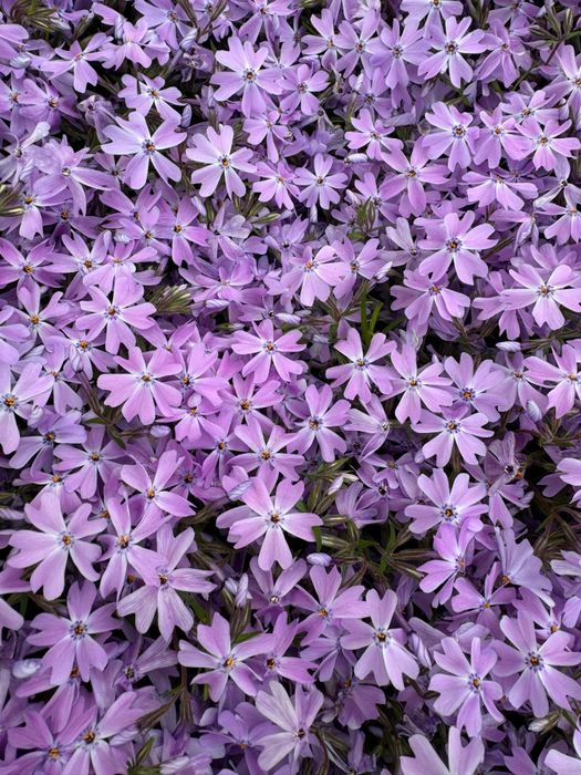 Продаются хоста и гибискус