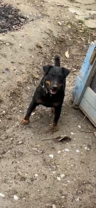 Ит жоғалды Собака потеряна