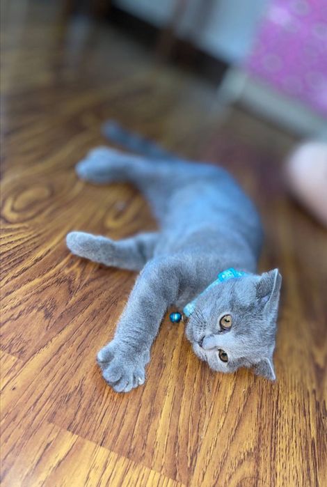 Британский мушук